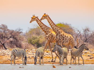 Girafes et zèbres en cohabitation pacifique, tout comme la Communication non violente et le Focusing. 